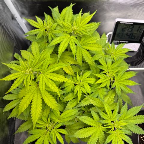 Fat Banana Auto #1 -89g growlog timeline photo