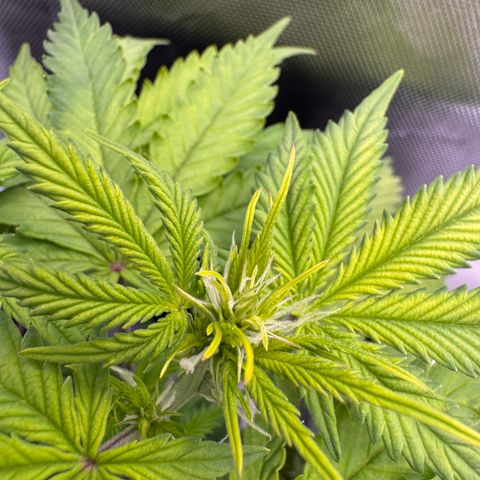 Fat Banana Auto #1 -89g growlog timeline photo
