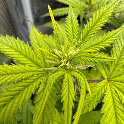 Fat Banana Auto #1 -89g growlog timeline photo