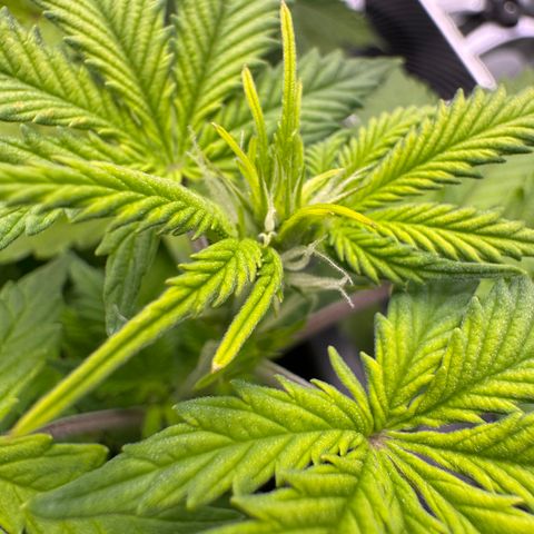 Fat Banana Auto #1 -89g growlog timeline photo