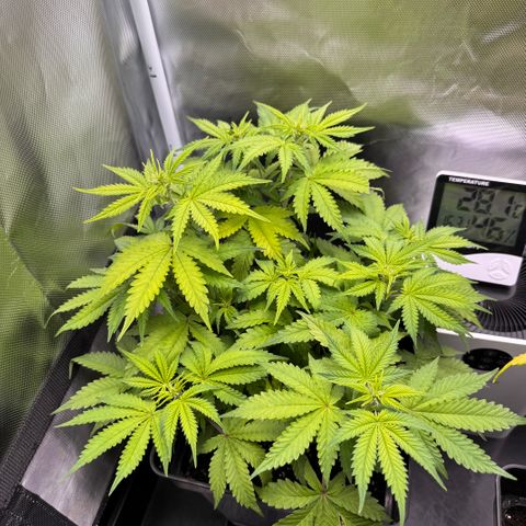Fat Banana Auto #1 -89g growlog timeline photo