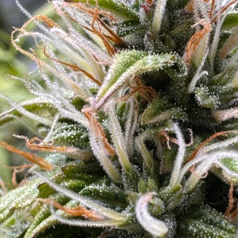 Cookies Gelato Auto #1 -41,5g growlog photo: 15:30