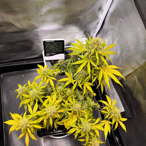 Cookies Gelato Auto #1 -41,5g growlog photo: 15:30