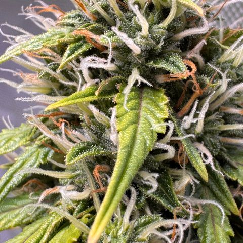 Cookies Gelato Auto #1 -41,5g growlog photo: 15:30