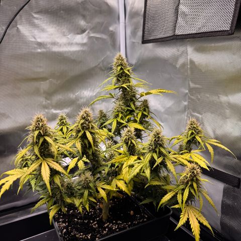 Cookies Gelato Auto #1 -41,5g growlog photo: 15:30