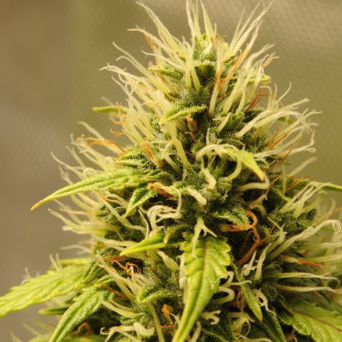 Cookies Gelato Auto #1 -41,5g growlog photo: 15:30