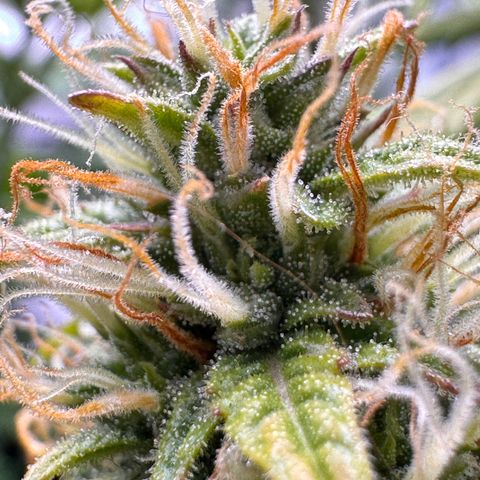 Cookies Gelato Auto #1 -41,5g growlog photo: 15:30