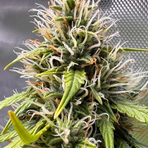 Cookies Gelato Auto #1 -41,5g growlog photo: 15:30