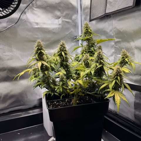 Cookies Gelato Auto #1 -41,5g growlog photo: 15:30