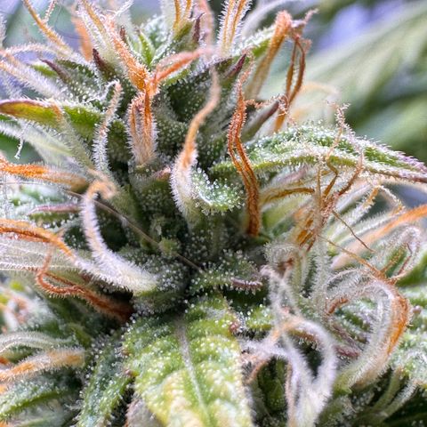 Cookies Gelato Auto #1 -41,5g growlog photo: 15:30