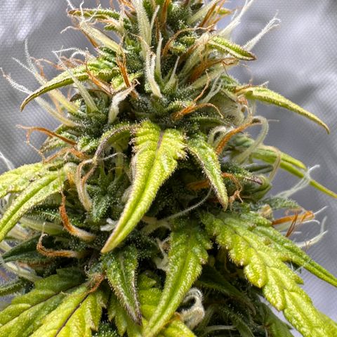 Cookies Gelato Auto #1 -41,5g growlog photo: 14:45