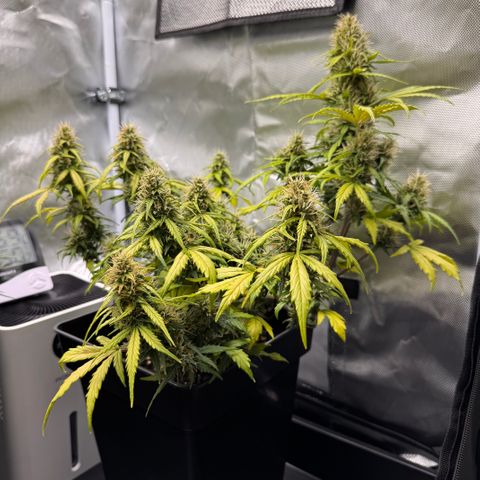 Cookies Gelato Auto #1 -41,5g growlog photo: 14:45