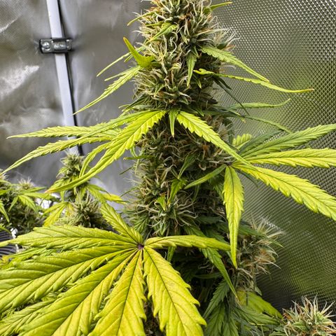Cookies Gelato Auto #1 -41,5g growlog photo: 14:45