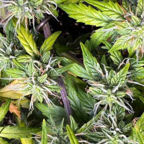Cookies Gelato Auto #1 -41,5g growlog photo: 14:45