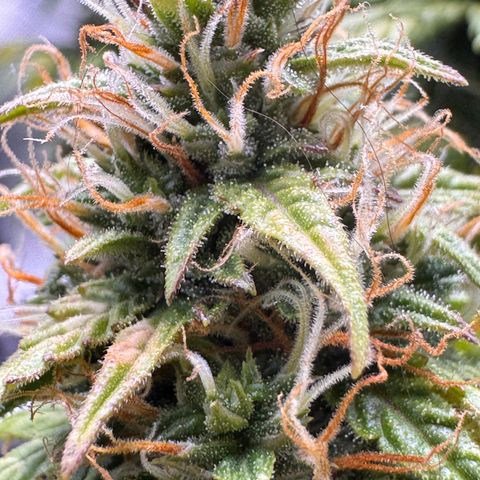 Cookies Gelato Auto #1 -41,5g growlog photo: 14:45