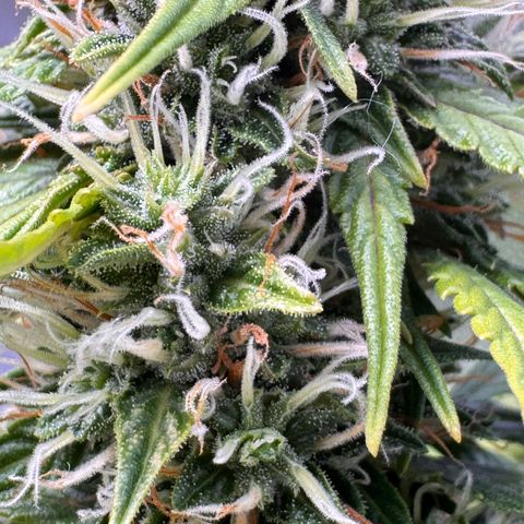 Cookies Gelato Auto #1 -41,5g growlog photo: 14:45