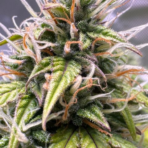 Cookies Gelato Auto #1 -41,5g growlog photo: 14:45