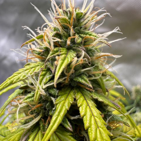 Cookies Gelato Auto #1 -41,5g growlog photo: 14:45