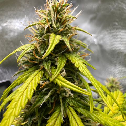 Cookies Gelato Auto #1 -41,5g growlog photo: 14:45
