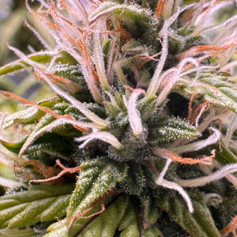 Cookies Gelato Auto #1 -41,5g growlog photo: 14:45