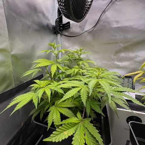 Fat Banana Auto #1 -89g growlog photo: 14:48