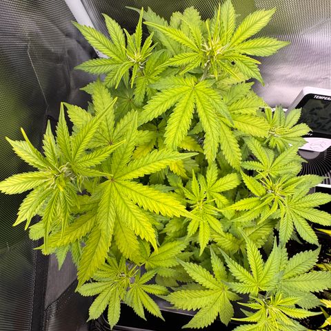 Fat Banana Auto #1 -89g growlog photo: 14:48