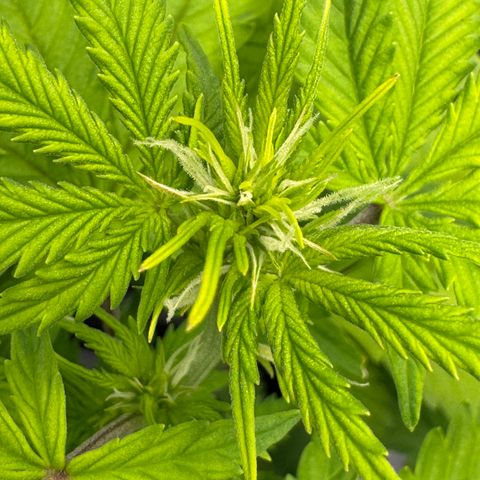 Fat Banana Auto #1 -89g growlog photo: 14:48