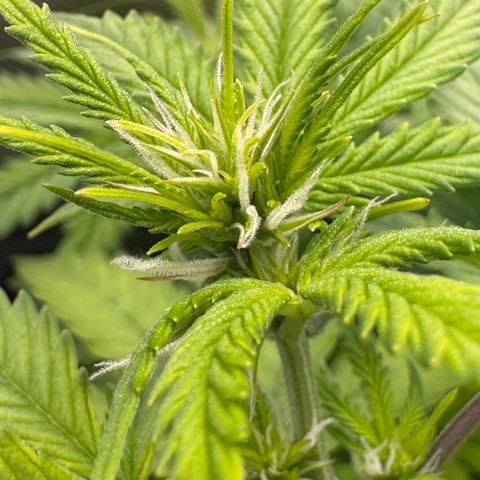 Fat Banana Auto #1 -89g growlog photo: 14:48