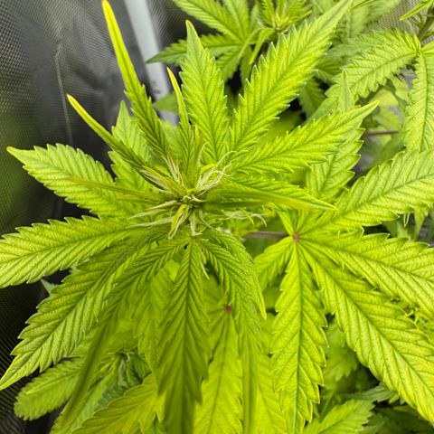 Fat Banana Auto #1 -89g growlog photo: 14:48