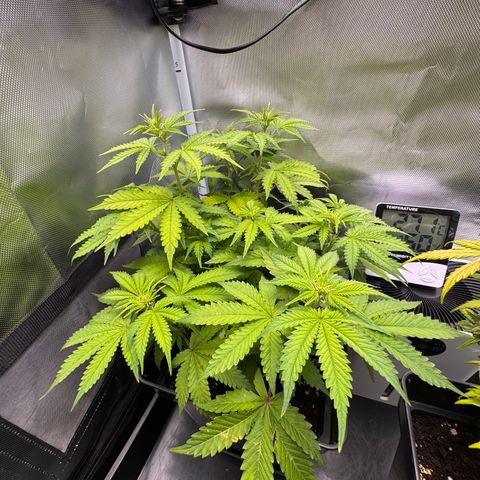 Fat Banana Auto #1 -89g growlog photo: 14:48