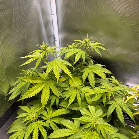 Fat Banana Auto #1 -89g growlog photo: 12:54