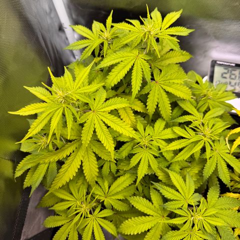 Fat Banana Auto #1 -89g growlog photo: 12:54