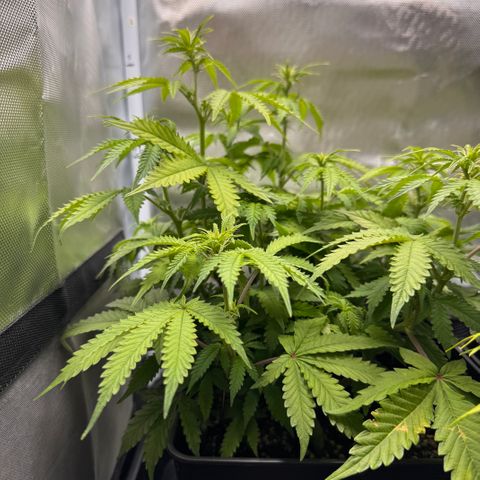 Fat Banana Auto #1 -89g growlog photo: 12:54