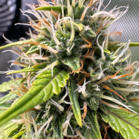 Cookies Gelato Auto #1 -41,5g growlog photo: 12:54