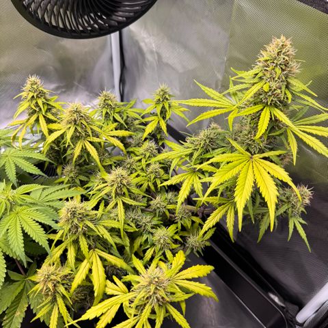 Cookies Gelato Auto #1 -41,5g growlog photo: 12:54