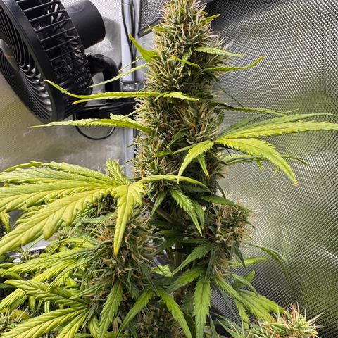 Cookies Gelato Auto #1 -41,5g growlog photo: 12:54