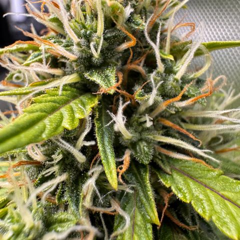Cookies Gelato Auto #1 -41,5g growlog photo: 12:54