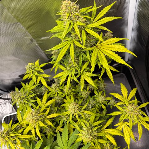 Cookies Gelato Auto #1 -41,5g growlog photo: 12:54