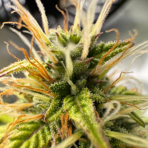 Cookies Gelato Auto #1 -41,5g growlog photo: 12:54