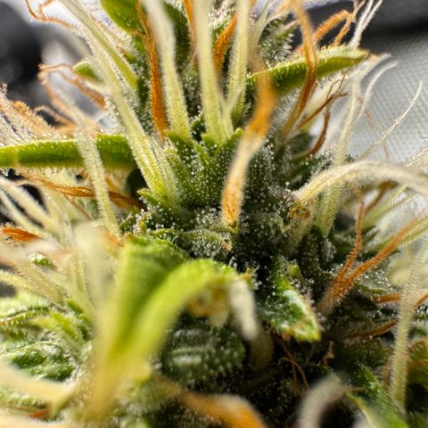 Cookies Gelato Auto #1 -41,5g growlog photo: 12:54