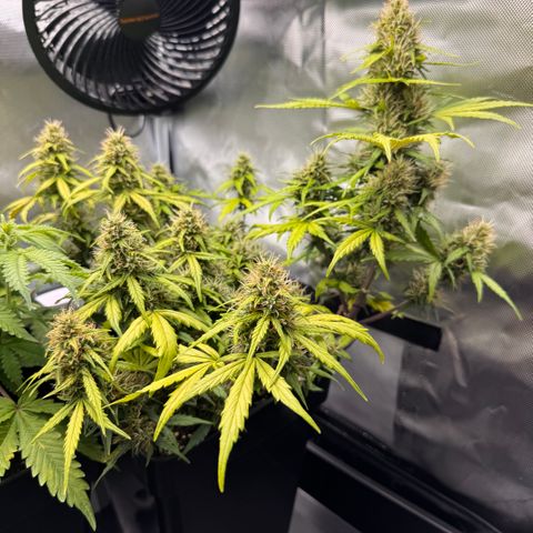 Cookies Gelato Auto #1 -41,5g growlog photo: 12:54