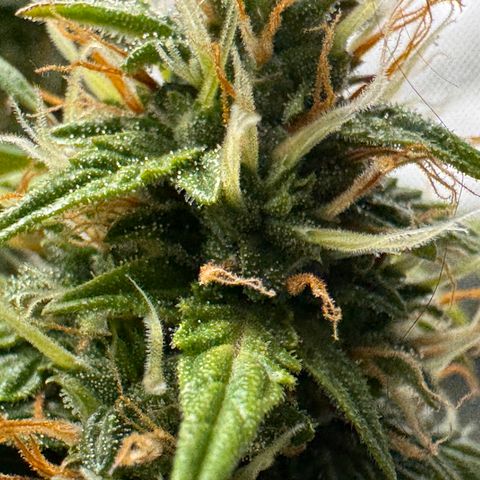 Cookies Gelato Auto #1 -41,5g growlog photo: 13:47