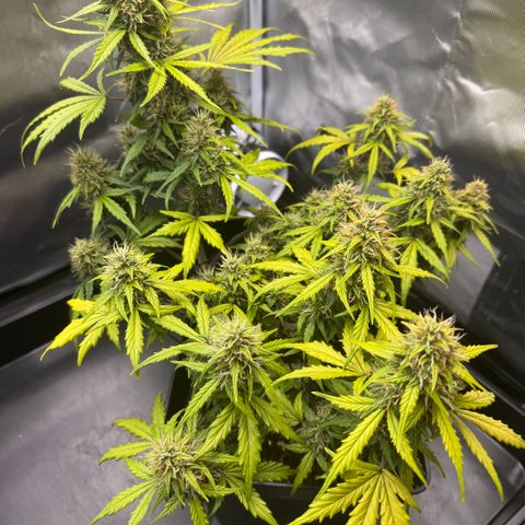 Cookies Gelato Auto #1 -41,5g growlog photo: 13:47