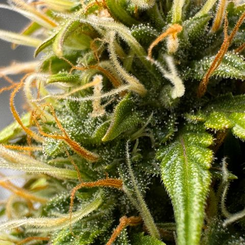 Cookies Gelato Auto #1 -41,5g growlog photo: 13:47