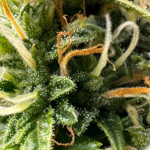 Cookies Gelato Auto #1 -41,5g growlog photo: 13:47