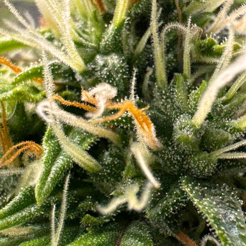 Cookies Gelato Auto #1 -41,5g growlog photo: 13:47