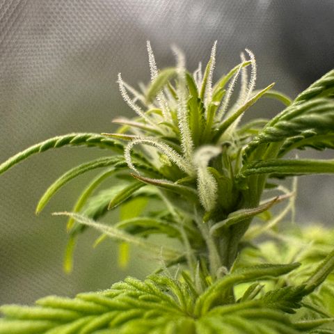 Fat Banana Auto #1 -89g growlog photo: 13:50