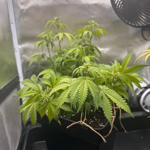 Fat Banana Auto #1 -89g growlog photo: 13:50