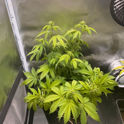 Fat Banana Auto #1 -89g growlog photo: 13:50