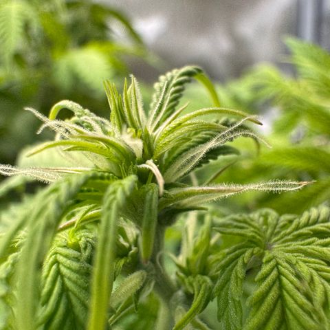 Fat Banana Auto #1 -89g growlog photo: 13:50